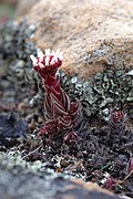 Crassula alpestris