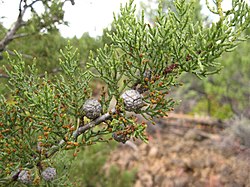 Cupressus bakeri foliage and cones1.JPG