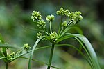 Miniatura para Cyperus eragrostis