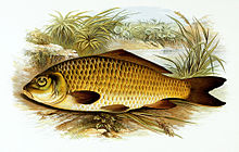 Cyprinus carpio 1879.jpg