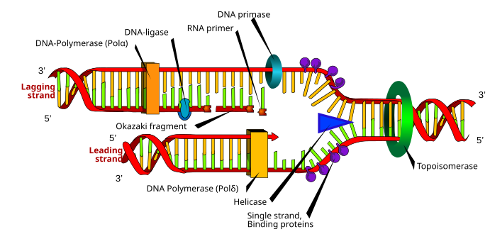 As DNA polymerase moves in a 3' to 5' direction along the template strand, it synthesizes a new strand in the 5' to 3' direction DNA replication en.svg