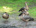 Plumed Whistling Duck (Dendrocygna eytoni)