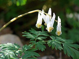 Dicentra cucullaria