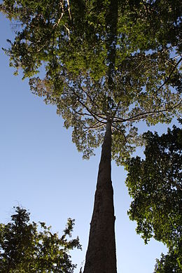 Dipterocarpus alatus