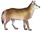 Собаки, шакалы, волки и лисы (табл. III) C. l. monstrabilis mod.jpg