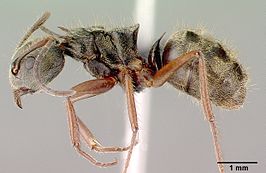 Dolichoderus validus