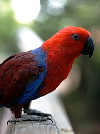 Eclectus roratus