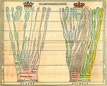 Edward Hitchcock's fold-out paleontological chart in his 1840 Elementary Geology Edward Hitchcock Paleontological Chart.jpg