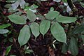 Jeune pousse d'Eperua falcata en forêt guyanaise
