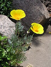 Eschscholzia californica (California poppy)