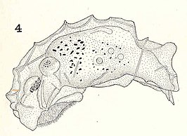 Taphrocampa annulosa