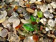 Nahaufnahme vom Strand „Glass Beach“ in Fort Bragg