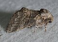 Gluphisia septentrionis - Common Gluphisia Moth (ID thanks to Eric Cummings) (14736888136).jpg