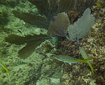 Gorgonia ventalina - пурпурный морской веер - Ocyurus chrysurus - желтохвостый окунь и Abudefduf saxatilis - сержант-майор - Пунта-Кана - Доминиканская Республика.jpg
