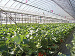Växthus med jordgubbsodling.