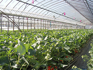 Greenhouse for strawberry.jpg