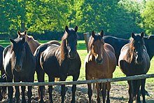 Plusieurs chevaux se tiennent de front devant une barrière, certains noirs, les autres bais.