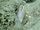 Une murène poivrée (Gymnothorax pictus) photographiée aux Îles Mariannes.