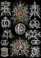 Haeckel Stephoidea edit.jpg