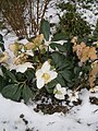 Helleborus niger in snow