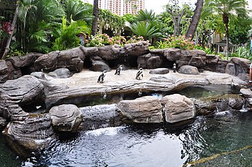 Pingüinos en el Hilton Hawaiian Village