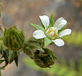 Horkelia clevelandii