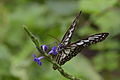 Ideopsis juventa (commons, cat)