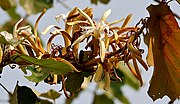 Miniatura para Pterospermum acerifolium