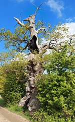 Naturdenkmal Kattholzeiche