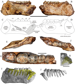 Голотип mandible of Khoratpithecus ayeyarwadyensis from Myanmar