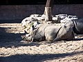 Rhinocéros blanc (Ceratotherium simum)