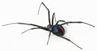 The deadly redback spider can be found in Australia