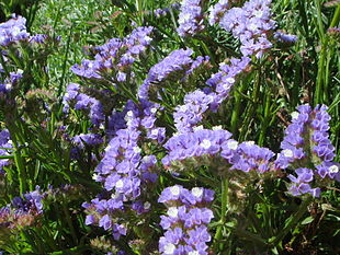 Vinget hindebæger (Limonium sinuatum)