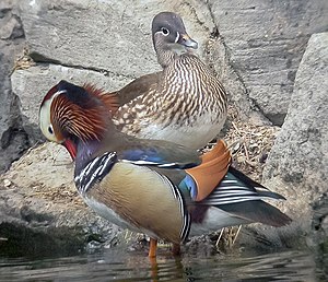 Mandarin Ducks, Beijing Zoo FranÃ§ais : Canard ...