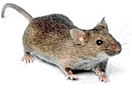 Rodent - Wikidata