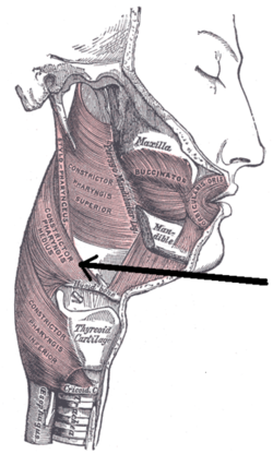 Musculusconstrictorpharyngismedius.png