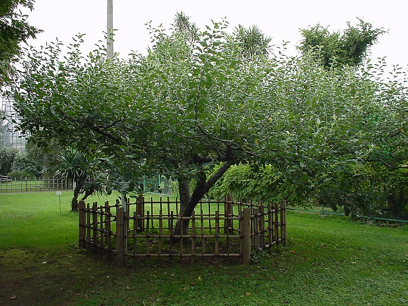 File:Newton's apple tree in the Botanical Gardens, the University of Tokyo.jpg