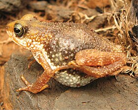 Uma fêmea de Nimbaphrynoides occidentalis‎ gestante