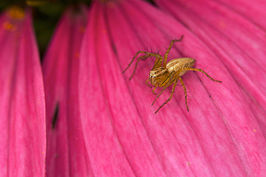 Oxyopes elegans