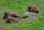 Bison evropian në rezervën natyrore Pădurea Domnească