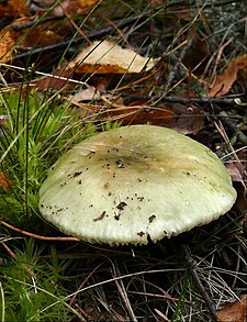 P1050521 Russula aeruginea.jpg