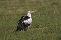 Palm-nut Vulture - Murchison Falls NP - Uganda 06 5600 (15280673919).jpg