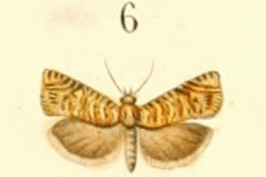 Pammene amygdalana