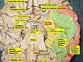 Visione basale dell'encefalo umano. Giro ippocampale in giallo.