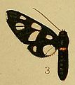 Pl.36-fig.03-Amata croceizona (Hampson, 1910) (Syntomis).JPG