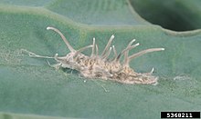 Plutella xylostella rups geïnfecteerd door Beauveria bassiana