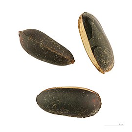 P. caimito seeds