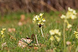 Hohe Schlüsselblume, Gefleckter Wollschweber