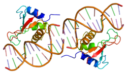 Белок IRF1 PDB 1if1.png