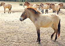 a sand-colored primitive horse with a large head and rough coat with several other similar animals in the background